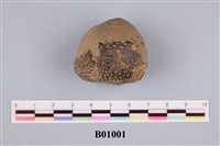 藏品(海棉化石)的圖片